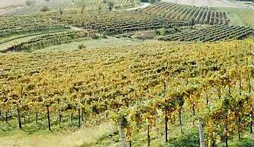 View of a vineyard