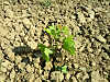 A young vine: a strong bond with the soil which will be expressed by its wines