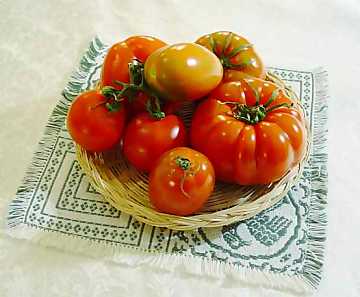 Tomatoes: precious fruits of nature,
princes of cooking