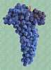 A bunch of Merlot grape