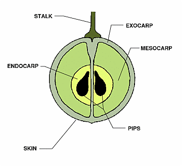 Cross section of a grape berry