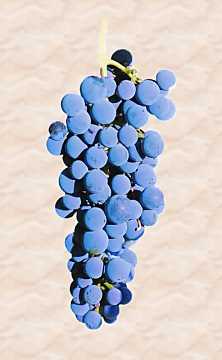 Un grappolo di Syrah (Shiraz)