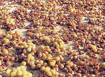 Drying of the Zibibbo grapes at Carlo
Pellegrino winery to be used for the production of Passito di Pantelleria