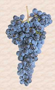 Un grappolo di uva Sangiovese
