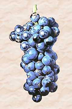 Un grappolo di uva Gamay