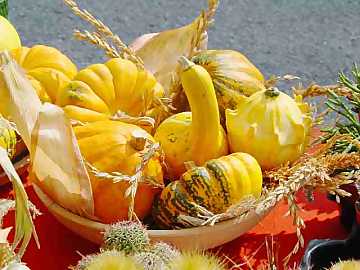 In its many shapes and colors, pumpkin is a
versatile and useful vegetable, not only in kitchen