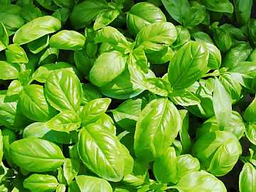 Green, fresh and aromatic: basil adds to
recipes its unmistakable sign