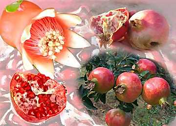 Colored and tasty, pomegranate is a fruit
of ancient origins