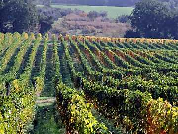 A view of Masciarelli's vineyards