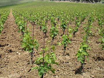A young vineyard: here begins the journey of 
wine quality