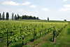 Everything begins from the vineyard: the good and bad qualities of a wine depend on the fruits of vine