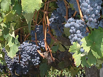 Clusters of Sangiovese: among the most
common grapes in Italy, its wines offer remarkable possibilities for the study
and understanding of varietal and territorial diversity