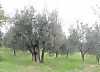 Olive Trees