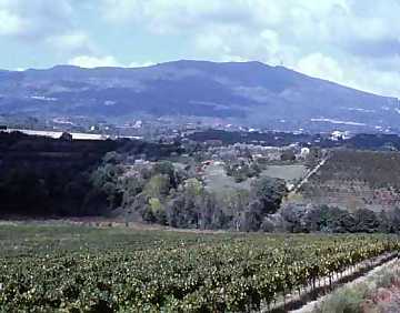 A view from Villa Matilde's vineyards