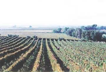 Panorama da un vigneto di Borgo di
Colloredo