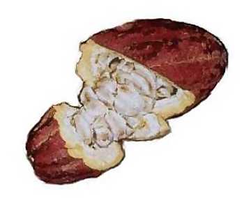 An opened cocoa's fruit