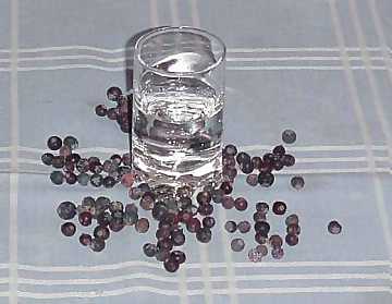Juniper berries: the main ingredient for the
production of gin