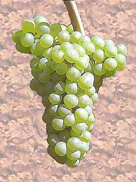 Un grappolo di uva Chardonnay