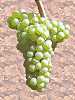 Un grappolo di uva Chardonnay