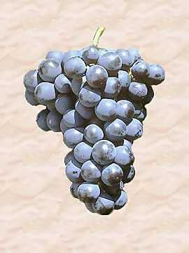 Un grappolo di Pinot Nero