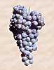 A bunch of Nebbiolo grape