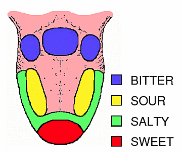 The areas of the tongue sensitive to tastes