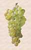 A bunch of Chenin Blanc grape