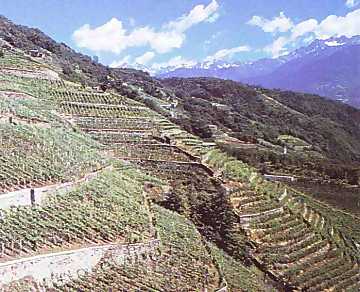 A view of vineyards in Valtellina