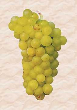 Un grappolo di uva Sémillon