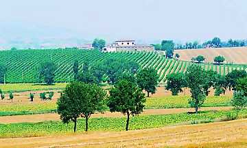 A view of Adanti's vineyards