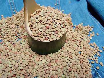 Lentils, among the most common legumes in
the world, it is a tasty and nutrient food