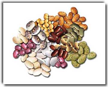 Beans: a rich and nutrient food