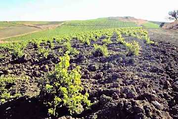 Una veduta dei vigneti di Cantine Settesoli