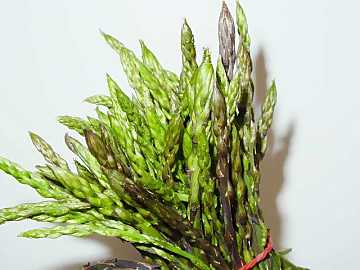 Tasty, looked for and healthy: asparaguses
are appreciated since ancient times