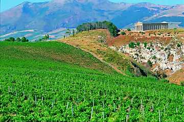 A view of Fazio winery's
vineyards. In the background the temple of Segesta