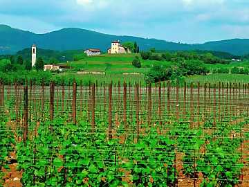 A view of Castello vineyard