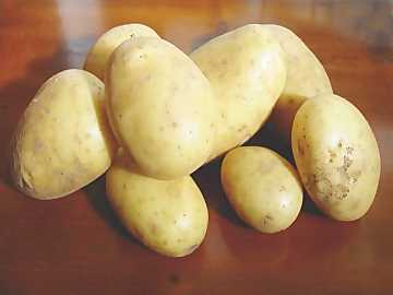 Potatoes are the most common vegetable in the
world and the most important ones for human nutrition