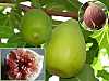 Tasty, sweet and nutrient, figs are among the most ancient fruits known by men