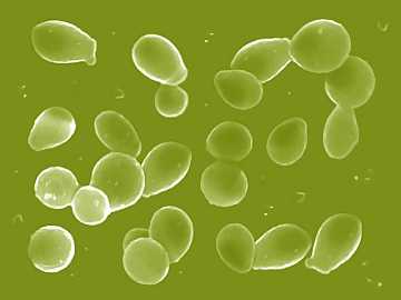 Saccharomyces Cerevisiae: la
specie di lievito principalmente utilizzata per la fermentazione del vino