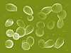 Saccharomyces Cerevisiae: la specie di lievito principalmente utilizzata per la fermentazione del vino