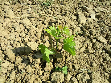 A young vine: a strong bond with the
soil which will be expressed by its wines
