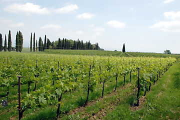 Everything begins from the vineyard: the
good and bad qualities of a wine depend on the fruits of vine