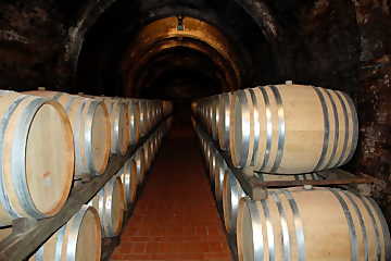 Botti e barrique sono i contenitori nei
quali l'ossigeno e il tempo favoriscono l'evoluzione del vino
