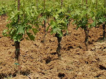 Vines meeting soil. From this union it
will be determined the personality and character of their wines