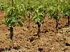 Vines meeting soil. From this union it will be determined the personality and character of their wines