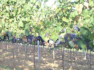 Ripe red grapes waiting for
harvesting: a fundamental moment celebrating the relationship between man and
wine