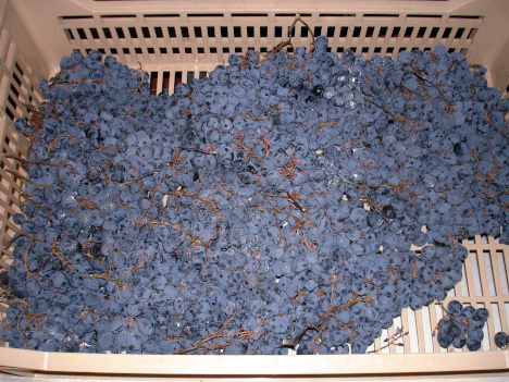 Dried corvinone bunches read to be crushed and to become Amarone della Valpolicella